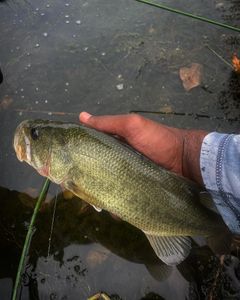 Largemouth Bass Coatesville